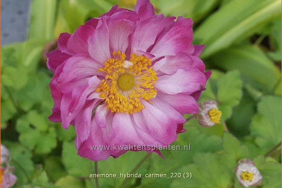Anemone hybrida 'Carmen'