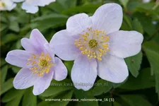 Anemone nemorosa 'Robinsoniana'