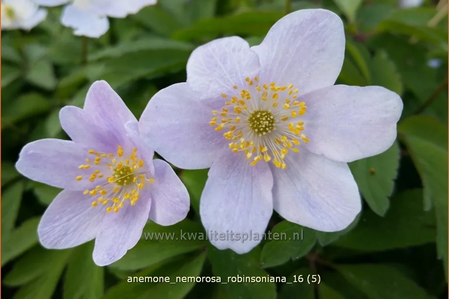 Anemone nemorosa 'Robinsoniana'