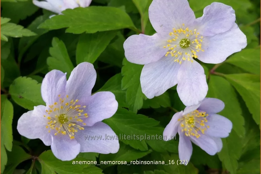 Anemone nemorosa 'Robinsoniana'