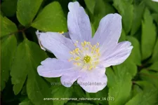 Anemone nemorosa 'Robinsoniana'