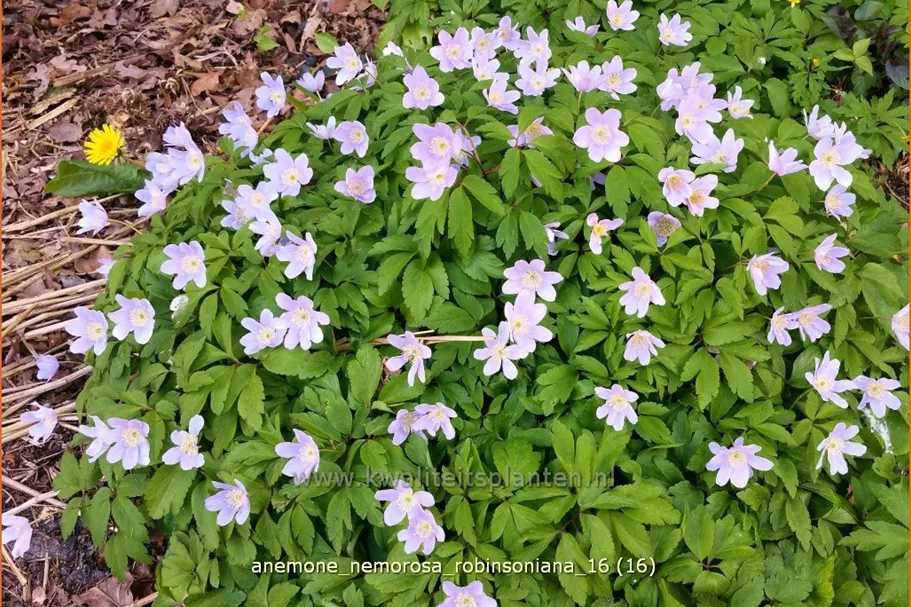 Anemone nemorosa 'Robinsoniana'