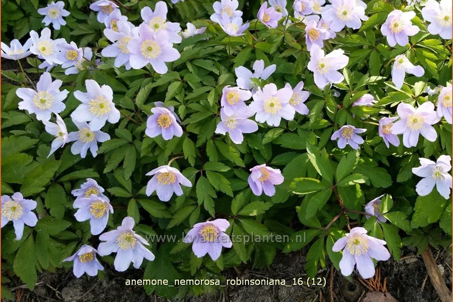 Anemone nemorosa 'Robinsoniana'