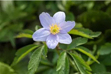 Anemone nemorosa 'Robinsoniana'