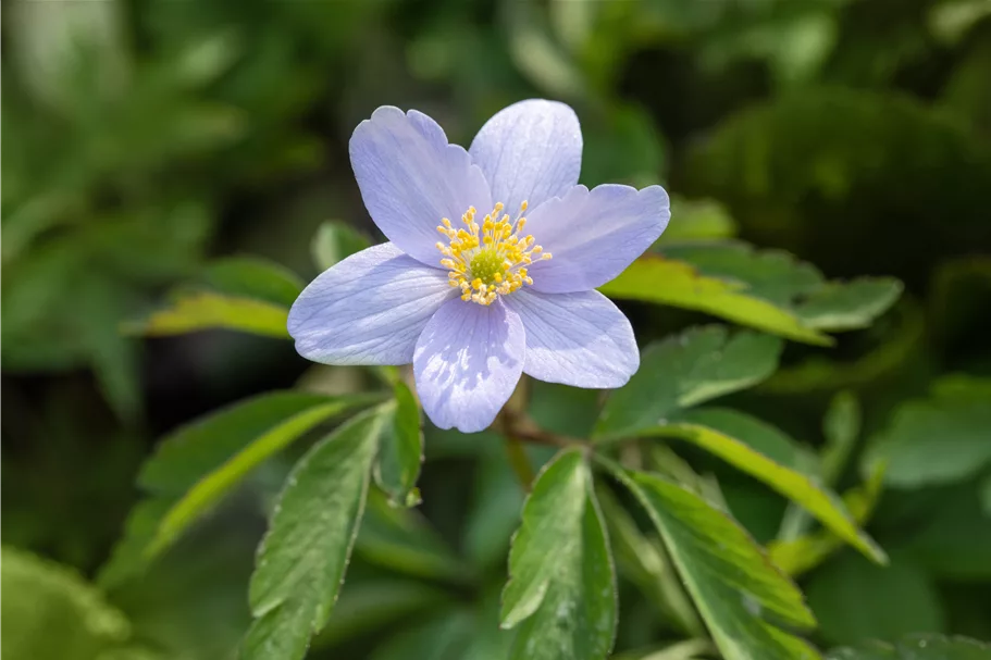 Anemone nemorosa 'Robinsoniana'