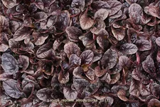 Ajuga reptans 'Atropurpurea'