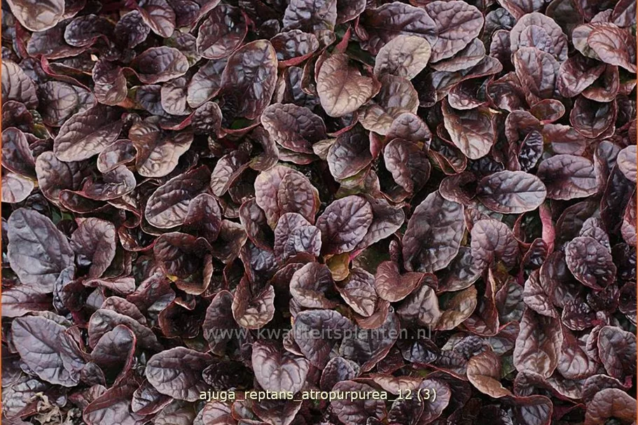 Ajuga reptans 'Atropurpurea'