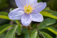 Anemone nemorosa 'Robinsoniana'