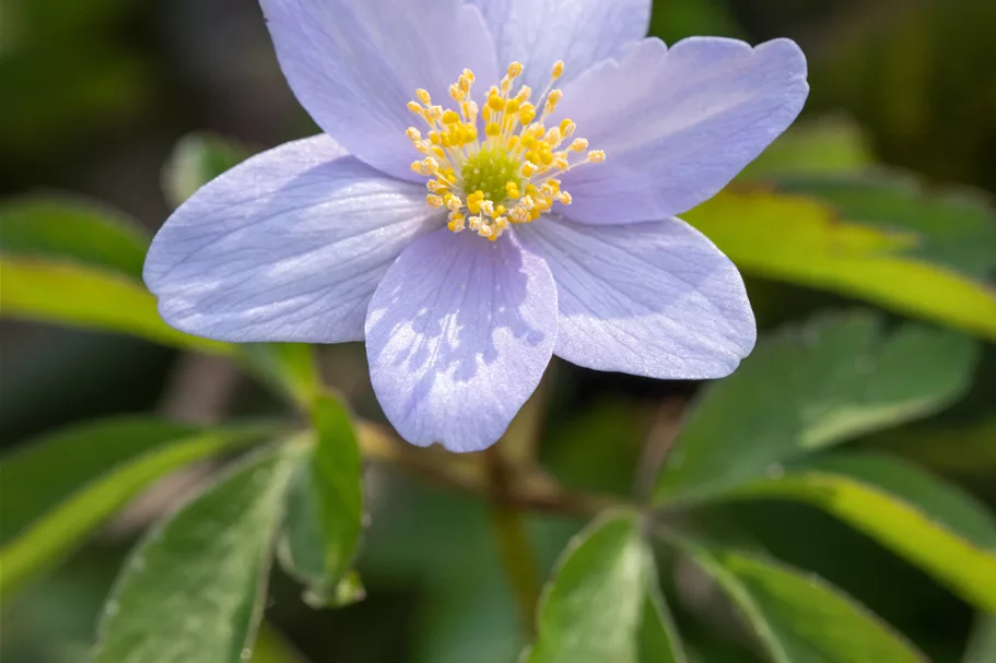 Anemone nemorosa 'Robinsoniana'