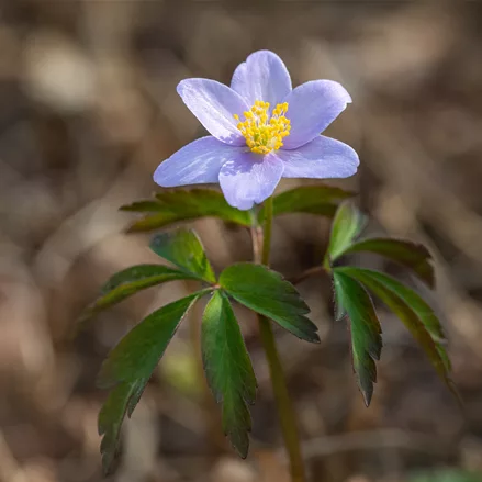 Anemone nemorosa 'Robinsoniana'