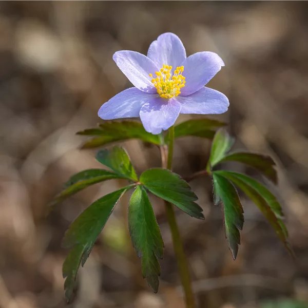 Anemone nemorosa 'Robinsoniana'