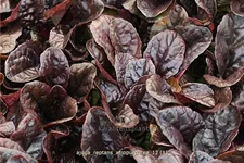 Ajuga reptans 'Atropurpurea'