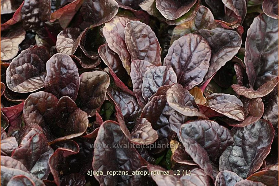 Ajuga reptans 'Atropurpurea'