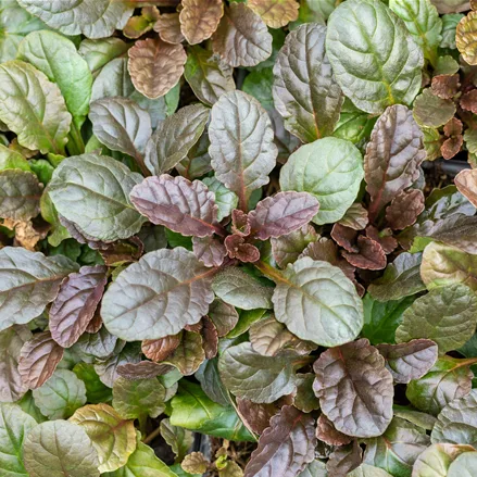 Ajuga reptans 'Atropurpurea'