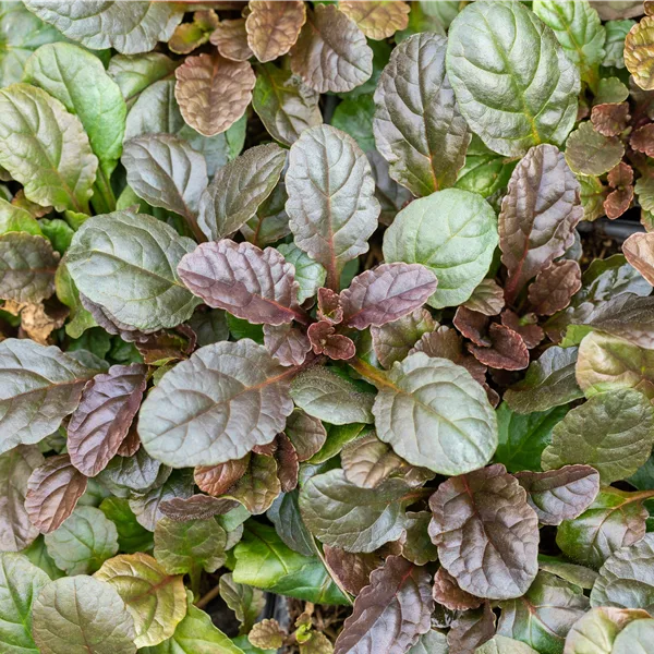 Ajuga reptans 'Atropurpurea'