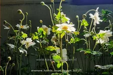 Anemone hybrida 'Coupe d'Argent'