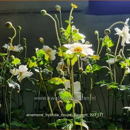 Anemone hybrida 'Coupe d'Argent'