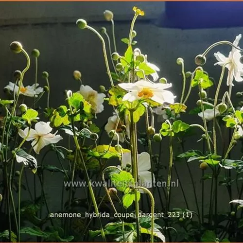 Anemone hybrida 'Coupe d'Argent'