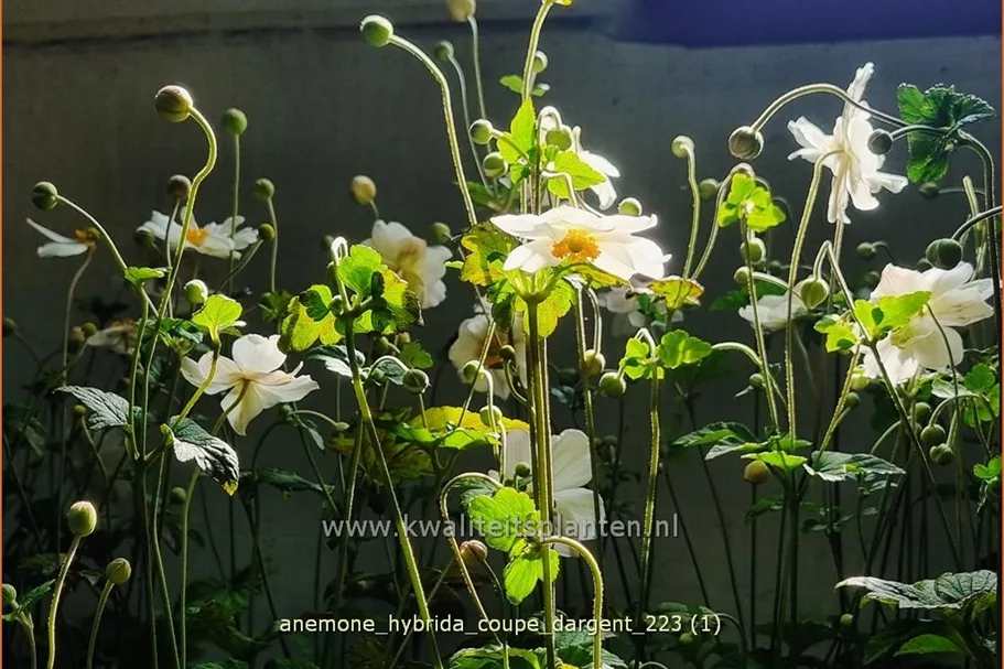 Anemone hybrida 'Coupe d'Argent'