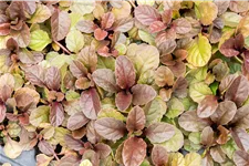 Ajuga reptans 'Atropurpurea'