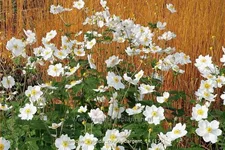 Anemone hybrida 'Coupe d'Argent'