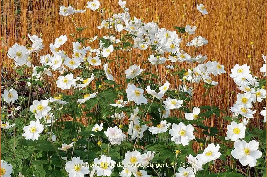 Anemone hybrida 'Coupe d'Argent'