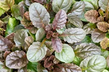 Ajuga reptans 'Atropurpurea'