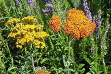 Achillea millefolium DESERT EVE 'Terracotta'