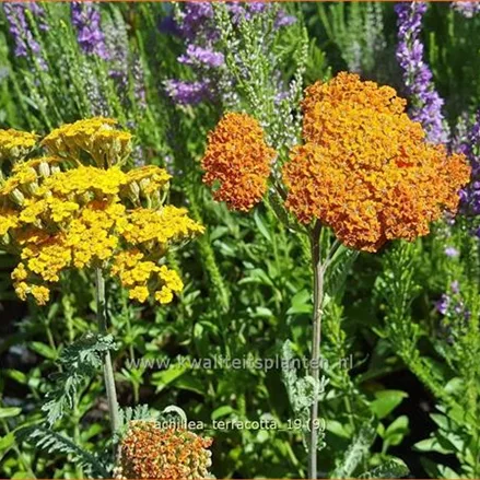 Achillea millefolium DESERT EVE 'Terracotta'