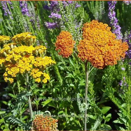 Achillea millefolium DESERT EVE 'Terracotta'