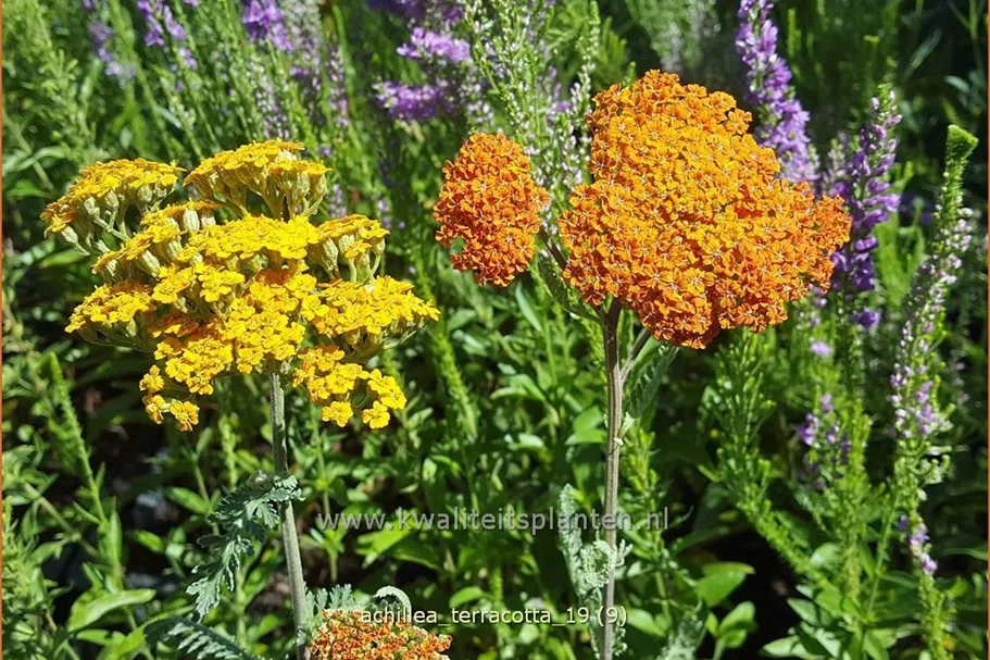 Achillea millefolium DESERT EVE 'Terracotta'