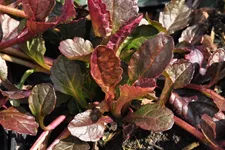 Ajuga reptans 'Atropurpurea'