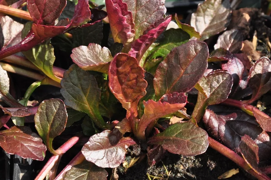 Ajuga reptans 'Atropurpurea'