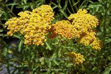 Achillea millefolium DESERT EVE 'Terracotta'