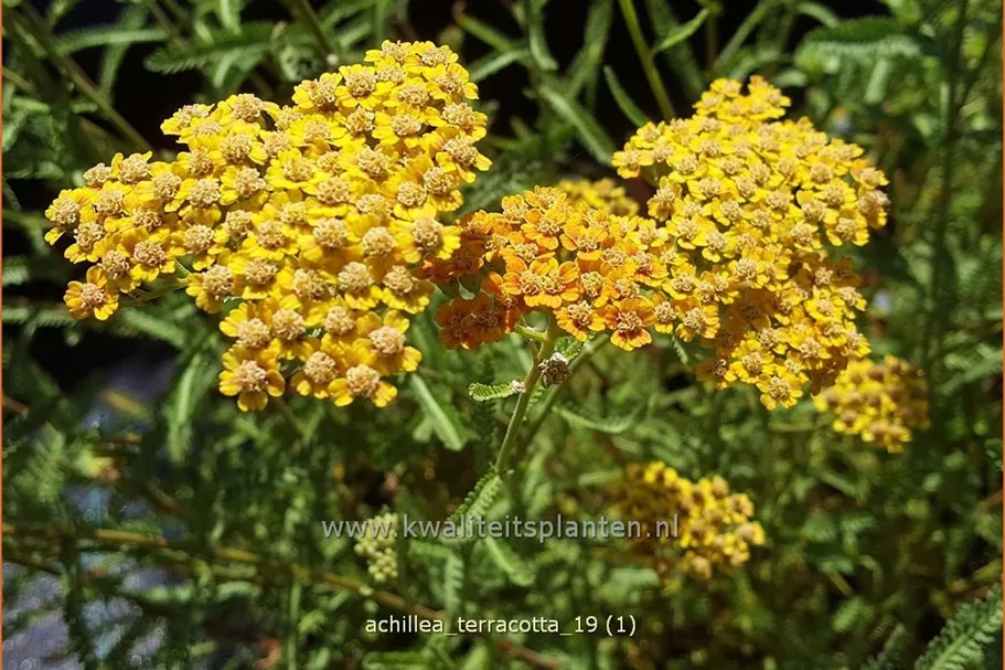 Achillea millefolium DESERT EVE 'Terracotta'