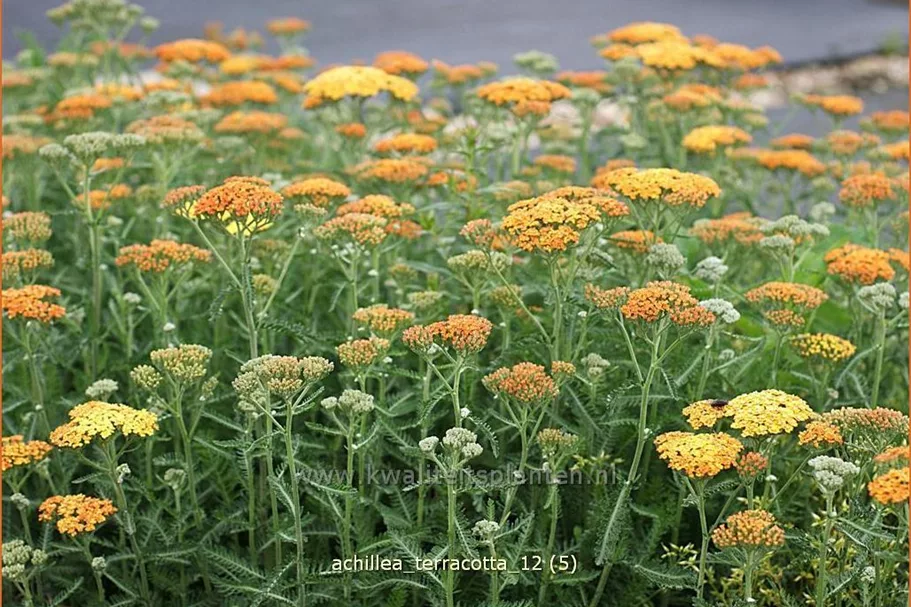Achillea millefolium DESERT EVE 'Terracotta'