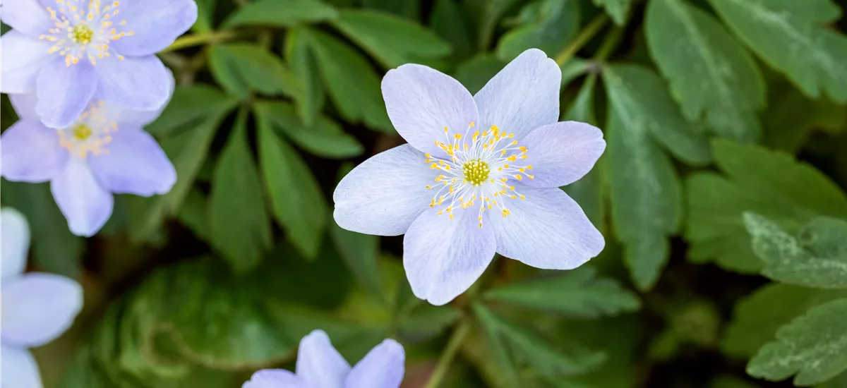 Anemone nemorosa 'Royal Blue'