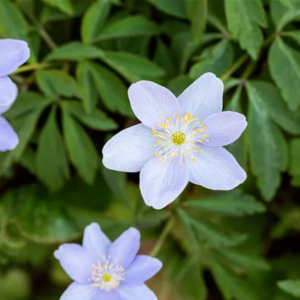 Anemone nemorosa 'Royal Blue'