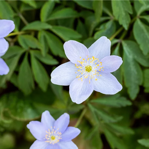 Anemone nemorosa 'Royal Blue'