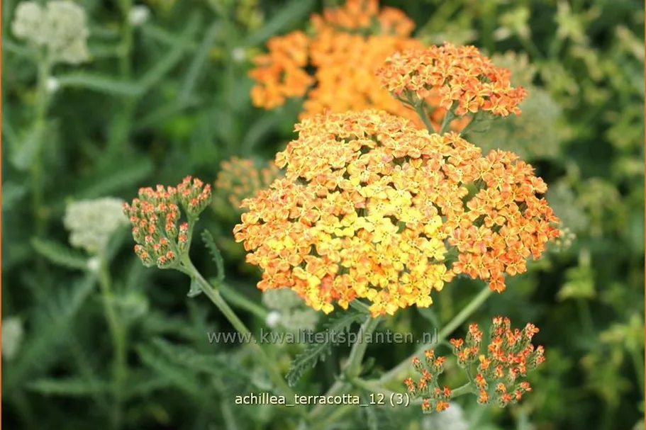 Achillea millefolium DESERT EVE 'Terracotta'
