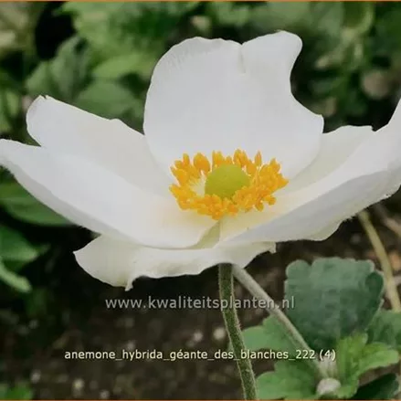 Anemone hybrida 'Géante des Blanches'