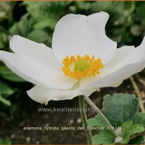 Anemone hybrida 'Géante des Blanches'