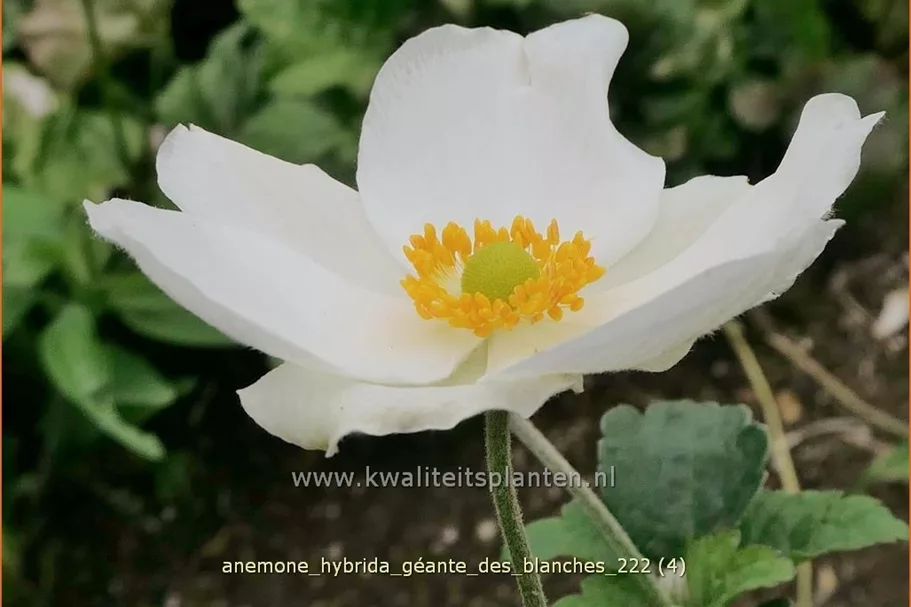 Anemone hybrida 'Géante des Blanches'