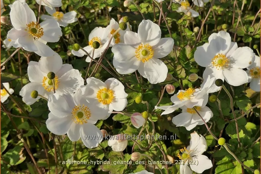Anemone hybrida 'Géante des Blanches'