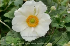 Anemone hybrida 'Géante des Blanches'