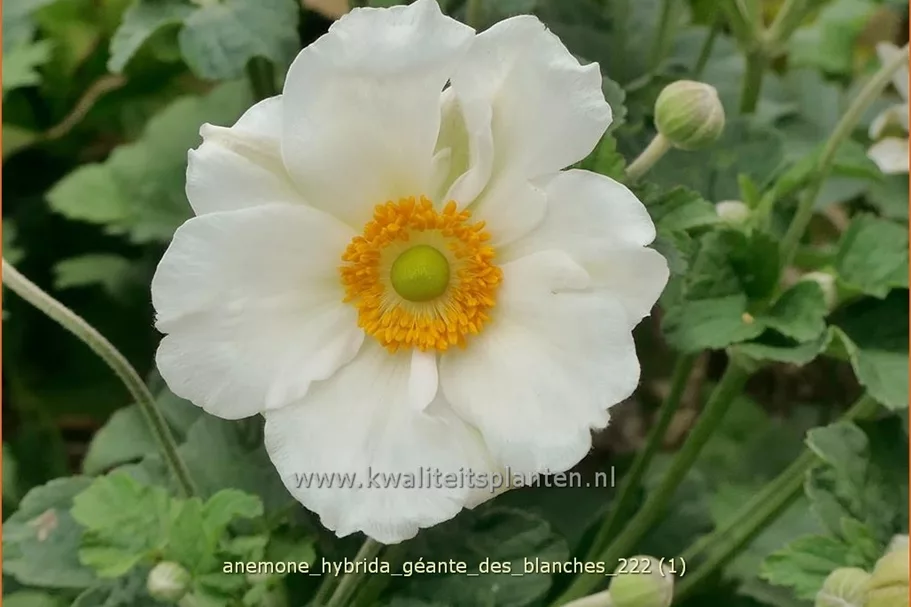 Anemone hybrida 'Géante des Blanches'