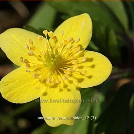 Anemone ranunculoides