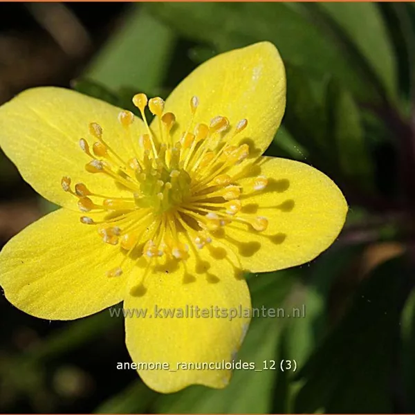 Anemone ranunculoides