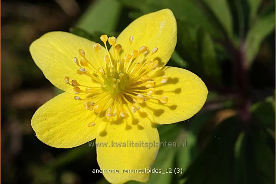 Anemone ranunculoides