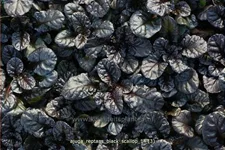 Ajuga reptans 'Black Scallop'®
